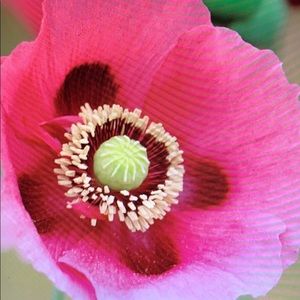 Meet your Posher, Debbie